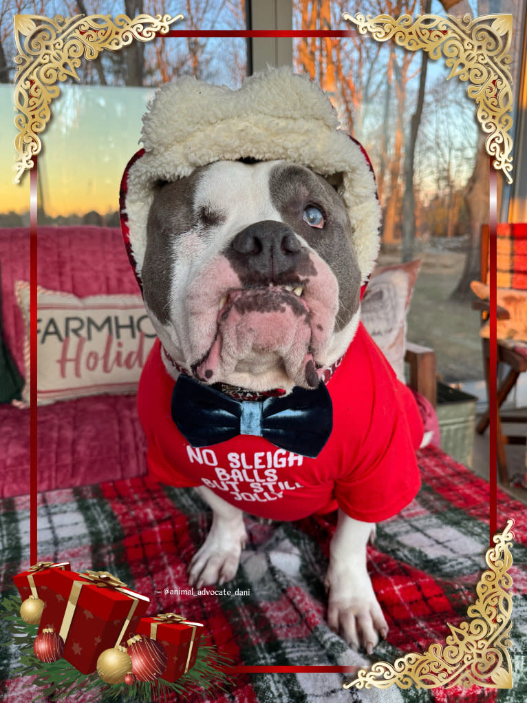 Rhino, an American Bully and Bulldog mix tested with EmbarkVet.com