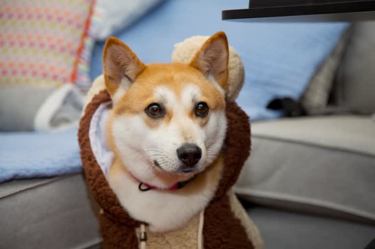 Sumi, a Japanese or Korean Village Dog and Akita Inu mix tested with EmbarkVet.com