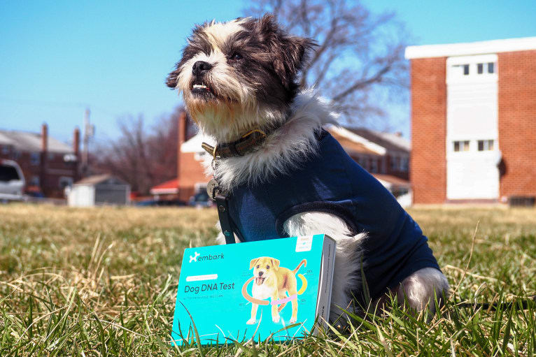 Lukas, a Shih Tzu and Chihuahua mix tested with EmbarkVet.com