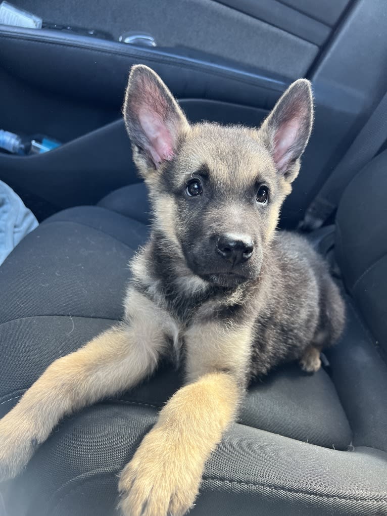 Kaizen, a German Shepherd Dog and Siberian Husky mix tested with EmbarkVet.com