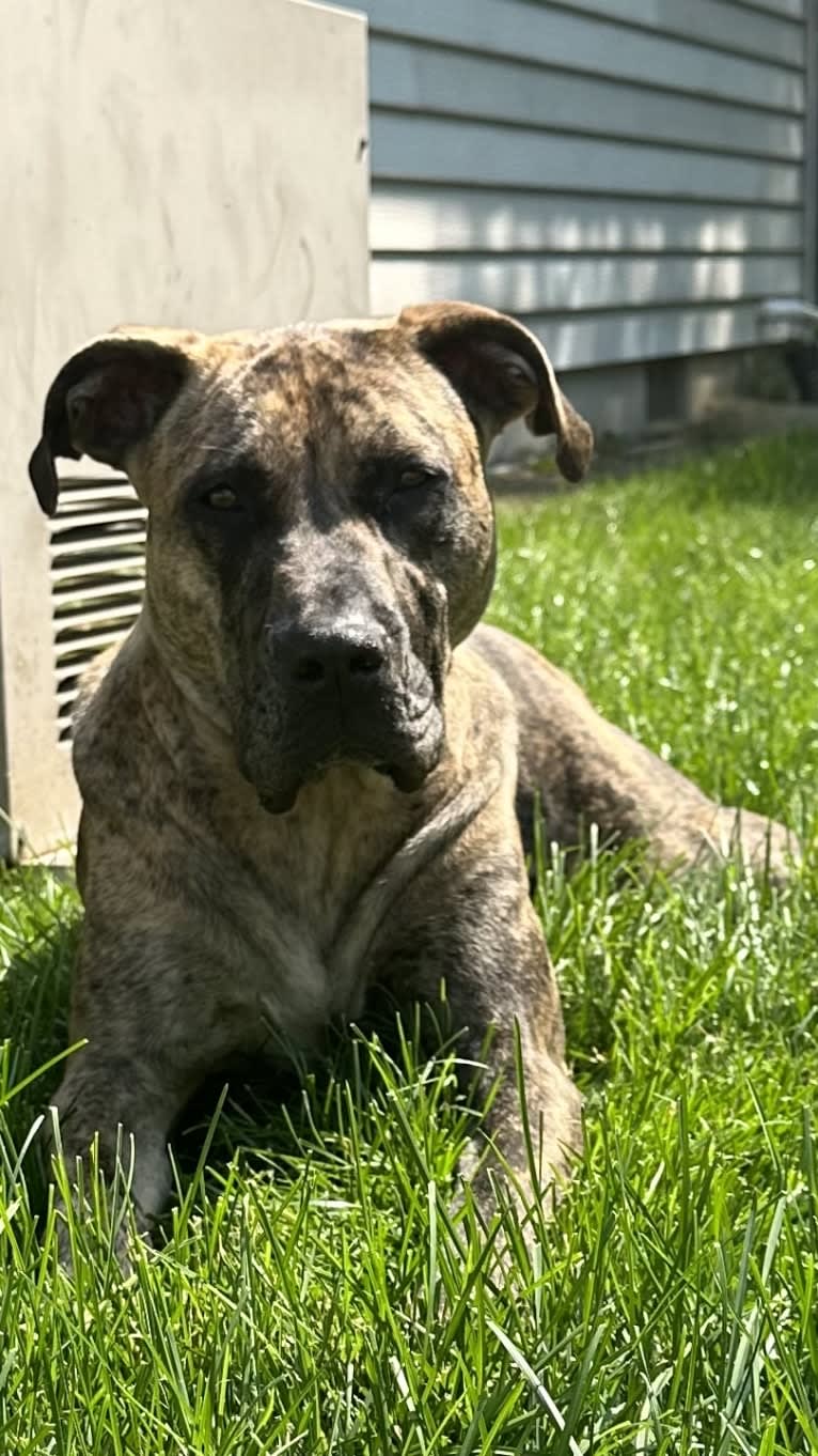 Medusa, a Perro de Presa Canario and American Pit Bull Terrier mix tested with EmbarkVet.com