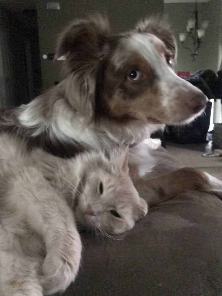 Harrison, an Australian Shepherd and Border Collie mix tested with EmbarkVet.com