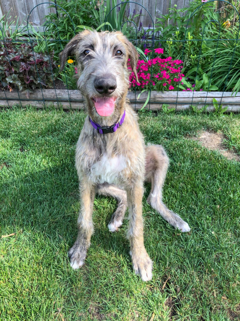 Beatrice, an Irish Wolfhound tested with EmbarkVet.com