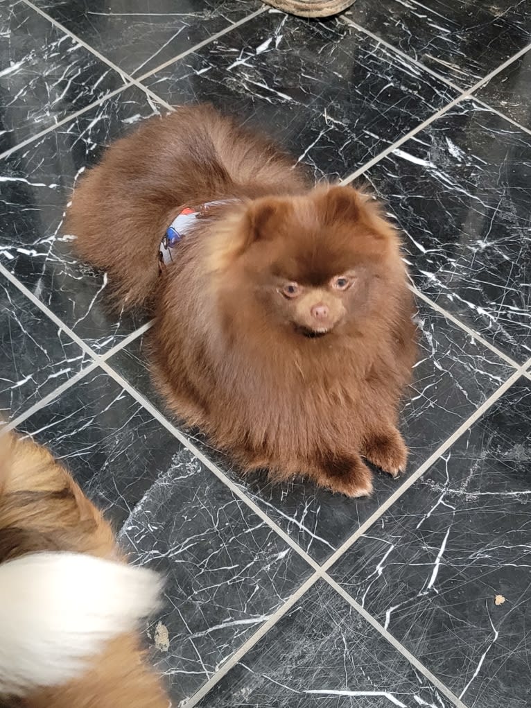 Fenrir, a Pomeranian tested with EmbarkVet.com