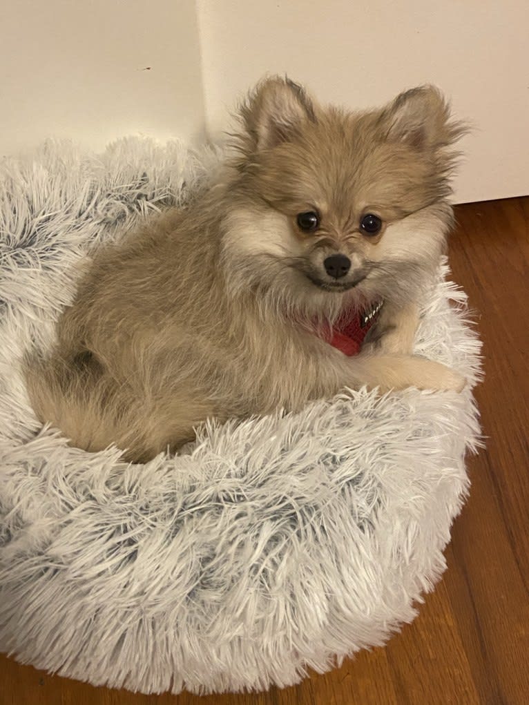 Okami, a Pomeranian tested with EmbarkVet.com