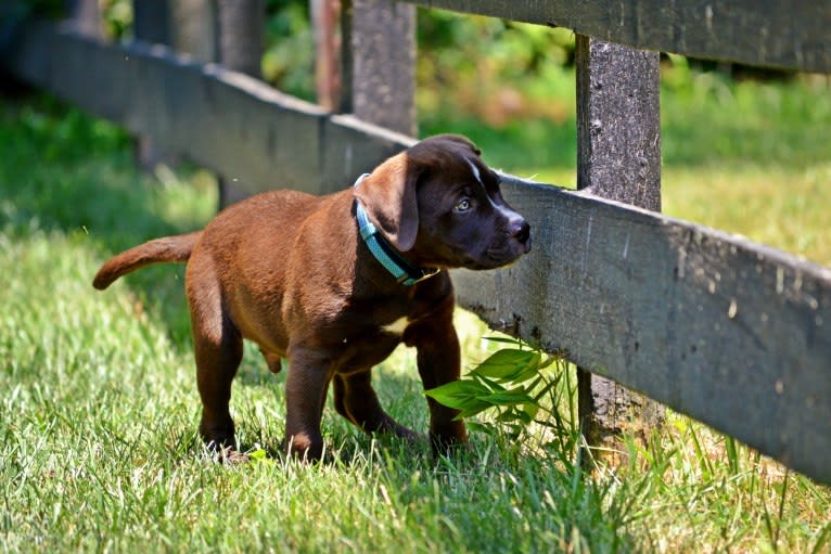 Abel, a Bulldog and Labrador Retriever mix tested with EmbarkVet.com