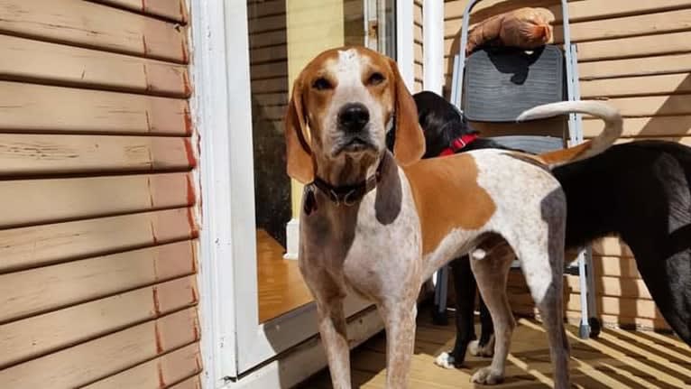 Lucas, an American English Coonhound tested with EmbarkVet.com
