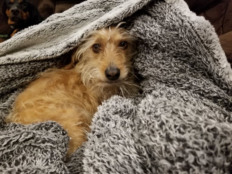 Cali, a Lhasa Apso and Beagle mix tested with EmbarkVet.com