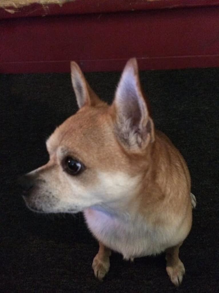 Frankie, a Chihuahua and Miniature Pinscher mix tested with EmbarkVet.com