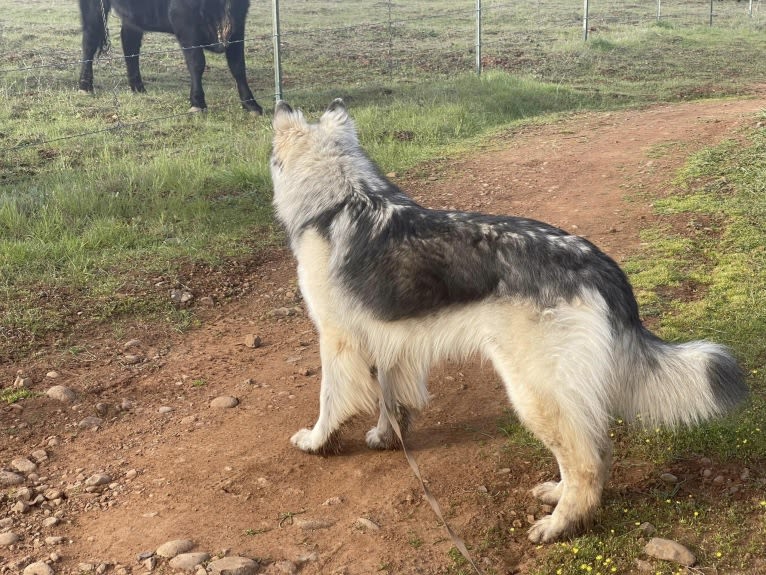 Yuno, a German Shepherd Dog tested with EmbarkVet.com