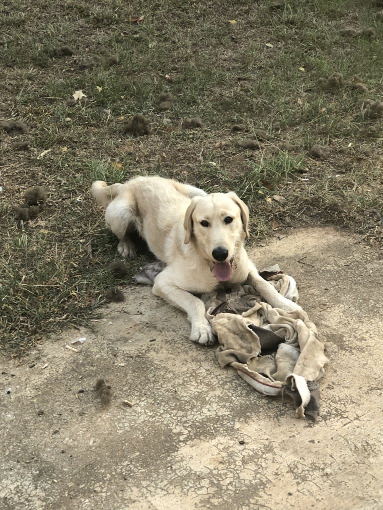 Winston, a Labradoodle tested with EmbarkVet.com