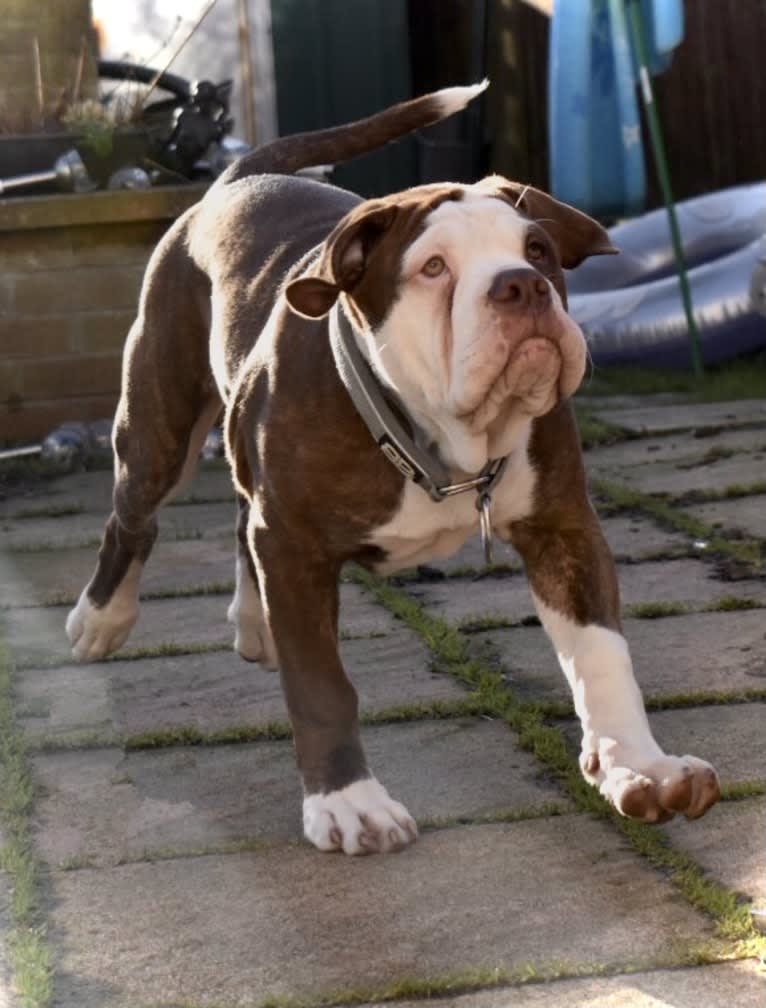 Maverick, an Alapaha Blue Blood Bulldog tested with EmbarkVet.com