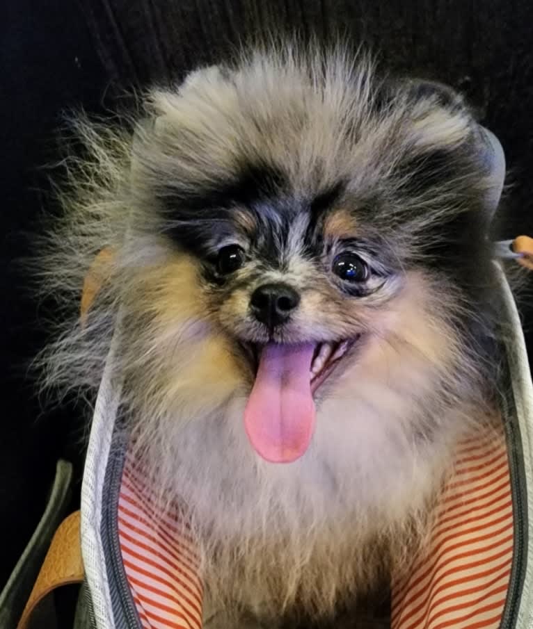 Aoma, a Pomeranian and Pekingese mix tested with EmbarkVet.com