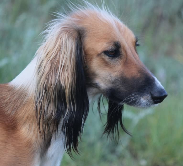 Bell, a Kyrgyz Taigan tested with EmbarkVet.com