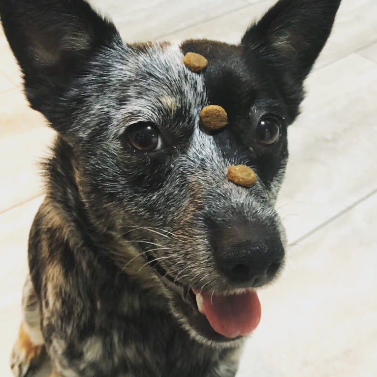 Echo, an Australian Cattle Dog and Chihuahua mix tested with EmbarkVet.com