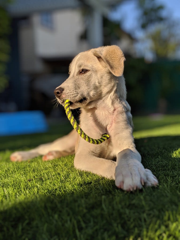 Juno, a Labrador Retriever and Siberian Husky mix tested with EmbarkVet.com