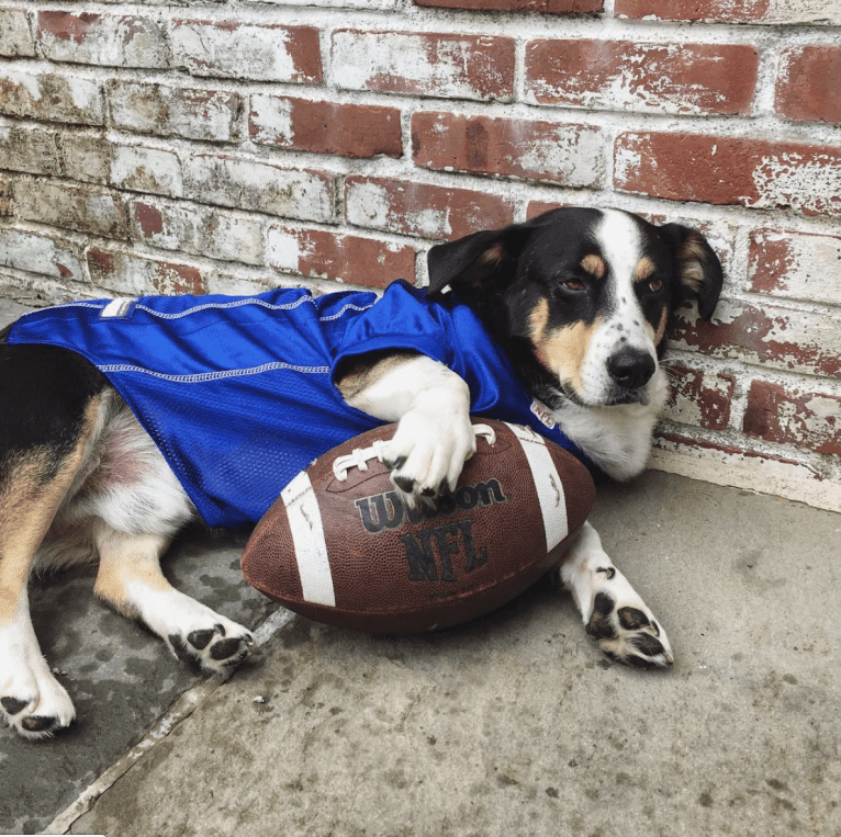 Franklin, a Labrador Retriever and Australian Shepherd mix tested with EmbarkVet.com