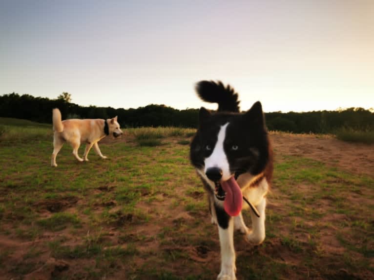 Erkeeni Kuo (Kinjia), a Yakutian Laika tested with EmbarkVet.com