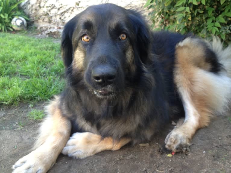 Nina, a Leonberger tested with EmbarkVet.com