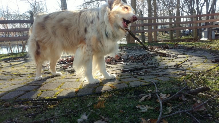 Brizzie, an Australian Shepherd tested with EmbarkVet.com