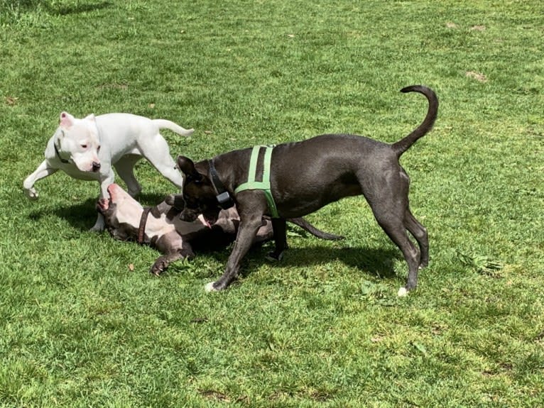 Sasha, an American Pit Bull Terrier and American Staffordshire Terrier mix tested with EmbarkVet.com