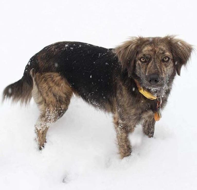 Mama dáy, a Plott and Border Collie mix tested with EmbarkVet.com