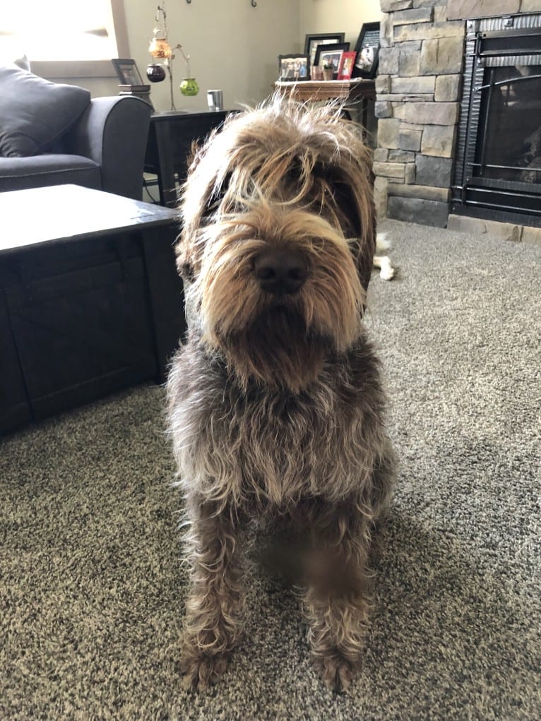 Sawyer, a Wirehaired Pointing Griffon tested with EmbarkVet.com