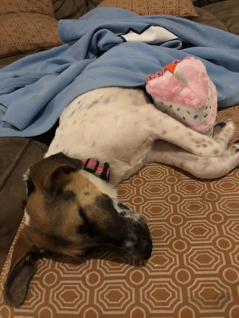 Zoe, a Labrador Retriever and American Foxhound mix tested with EmbarkVet.com