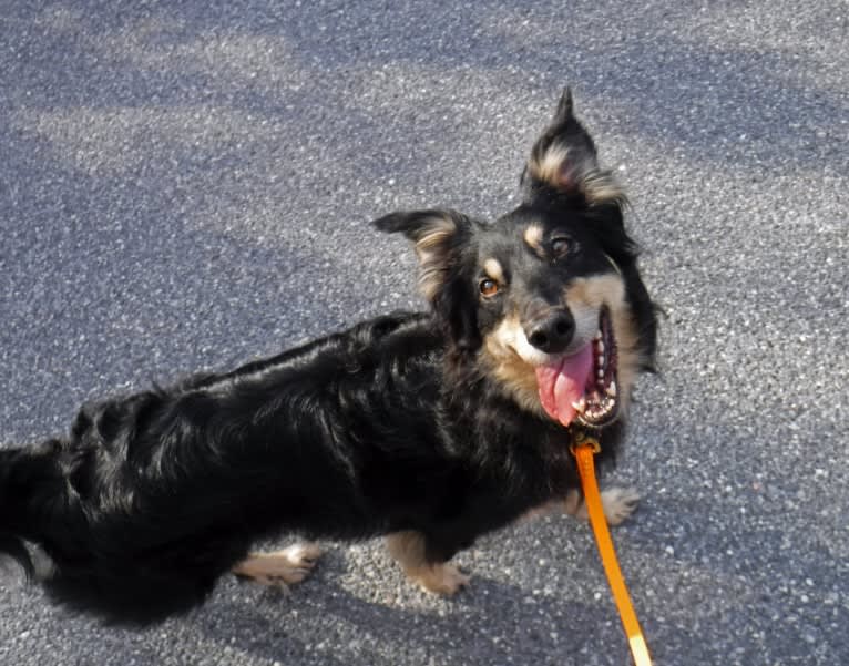 Maple, an English Shepherd tested with EmbarkVet.com