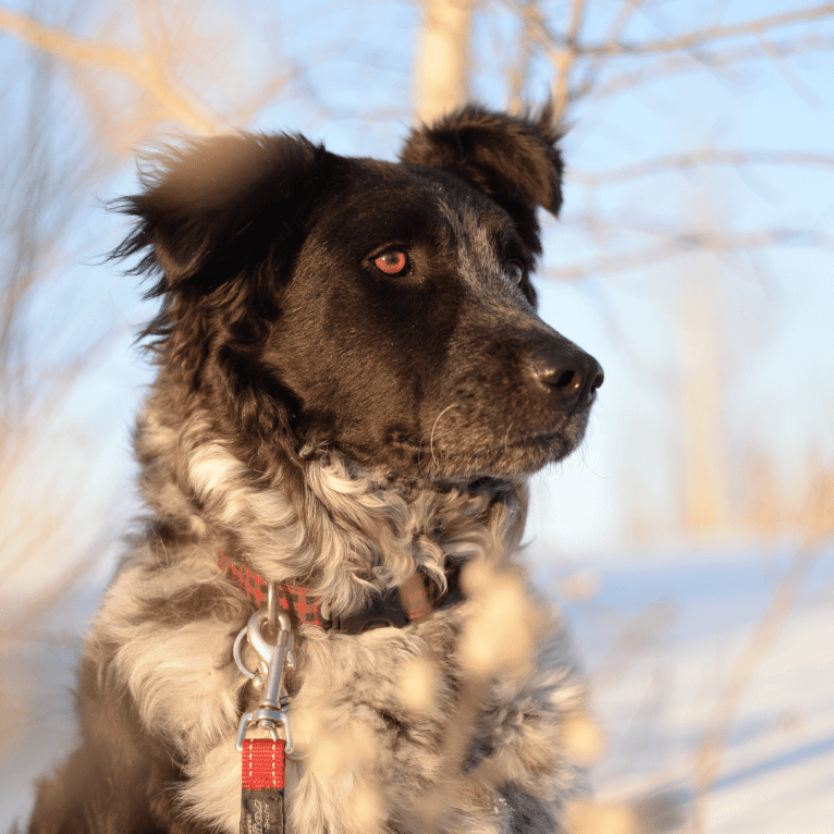 Hermes, an Australian Cattle Dog and Maremma Sheepdog mix tested with EmbarkVet.com