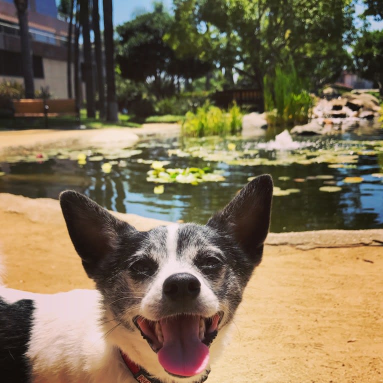 Burt, a Shih Tzu and Chihuahua mix tested with EmbarkVet.com