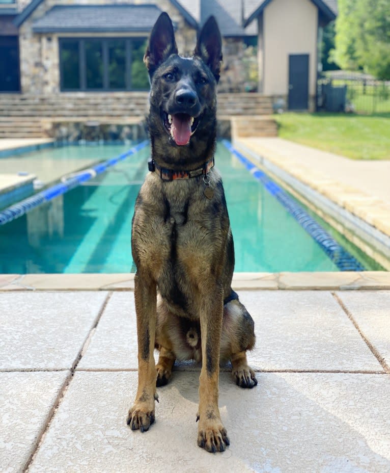 River, a German Shepherd Dog and Dutch Shepherd mix tested with EmbarkVet.com