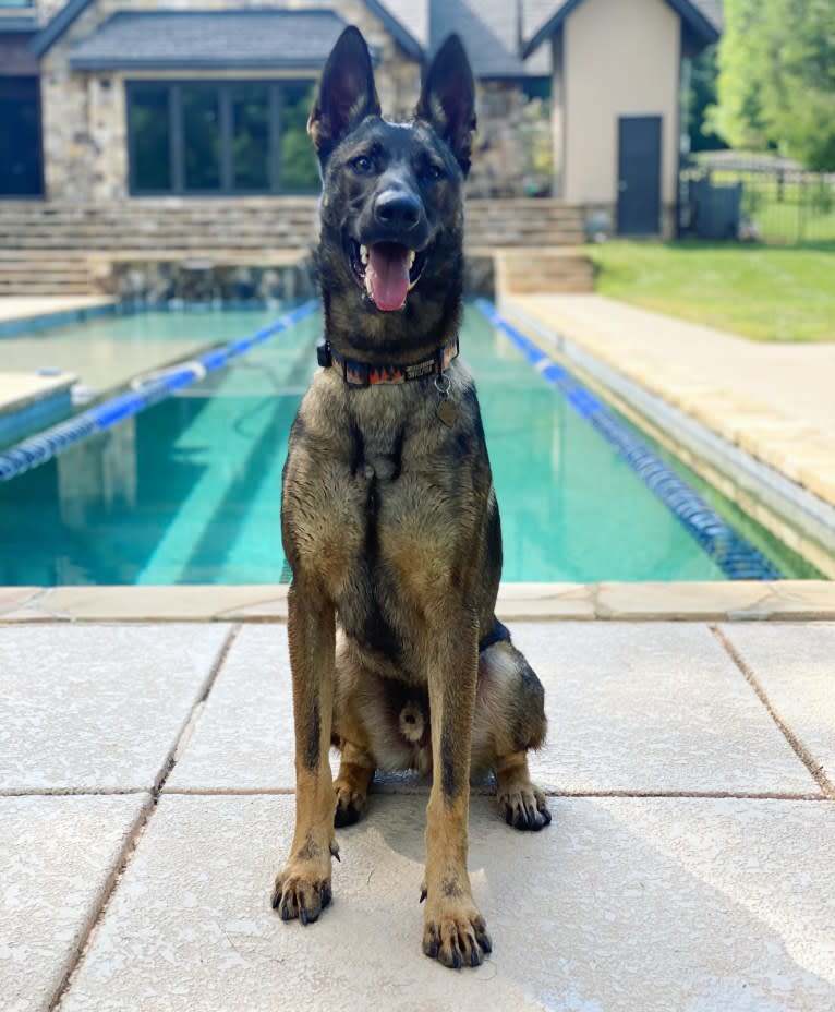 River, a German Shepherd Dog and Dutch Shepherd mix tested with EmbarkVet.com