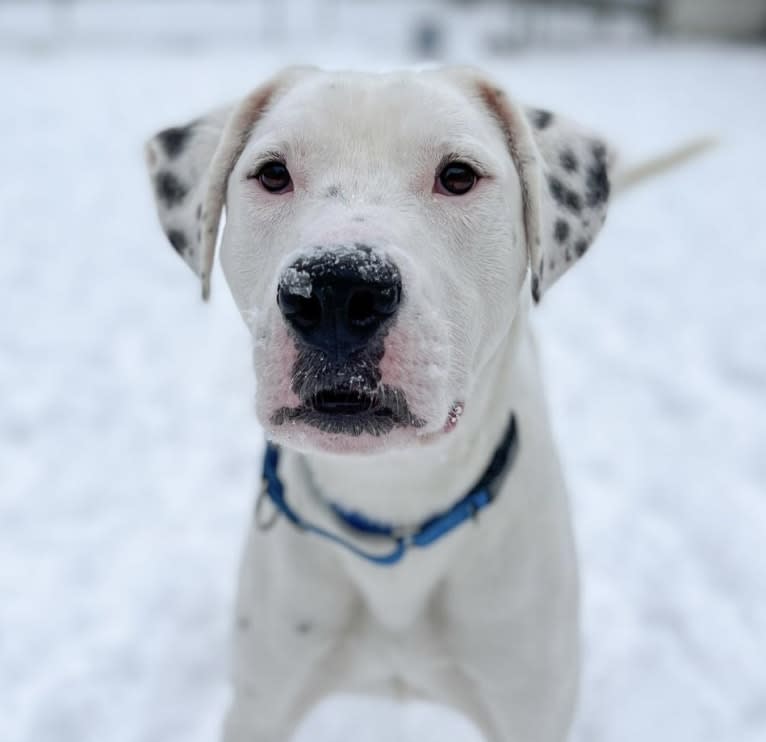 Dylan, an American Bully and Great Pyrenees mix tested with EmbarkVet.com