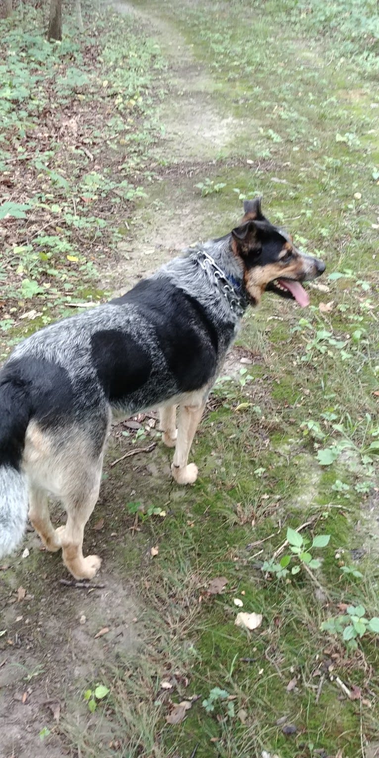 Jake, an Australian Cattle Dog and Norwegian Elkhound mix tested with EmbarkVet.com