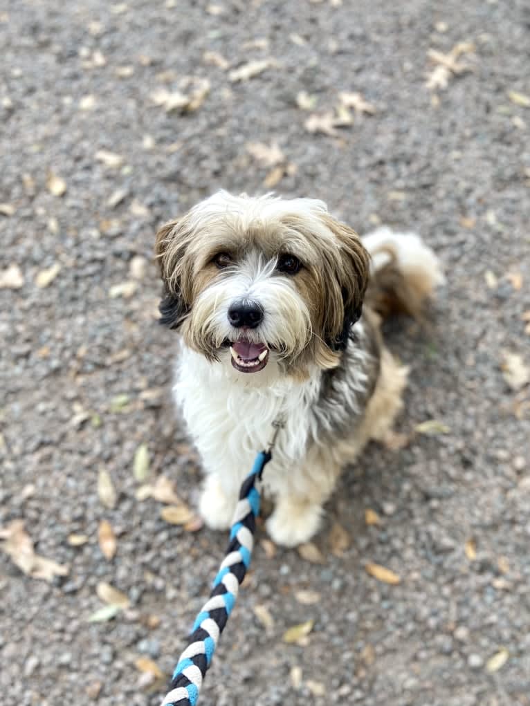 Riggs, a Tibetan Terrier tested with EmbarkVet.com