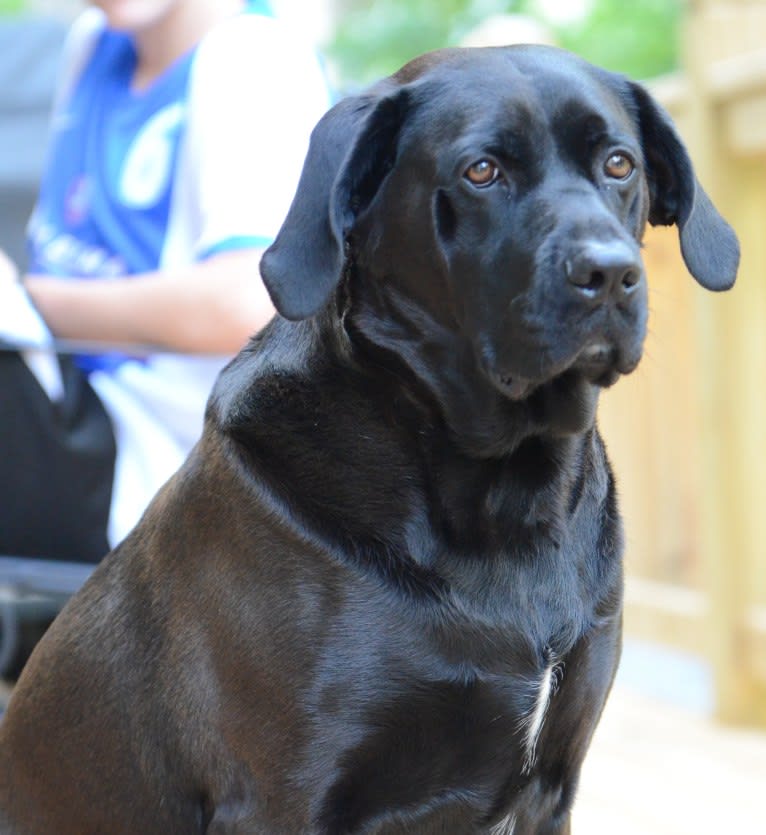 Moose, a Boxer and Labrador Retriever mix tested with EmbarkVet.com