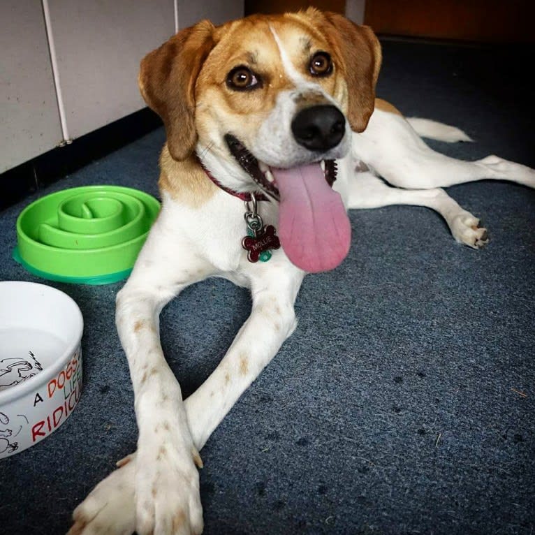 Mollie, a Treeing Walker Coonhound and Beagle mix tested with EmbarkVet.com