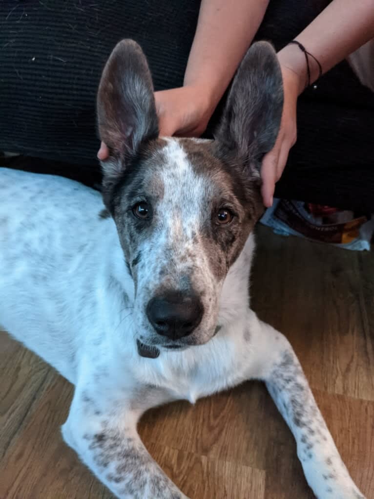 Goose, a Chow Chow and Australian Cattle Dog mix tested with EmbarkVet.com