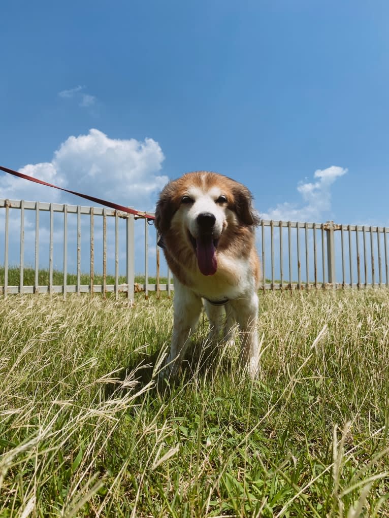 Captain, a Formosan Mountain Dog and Cocker Spaniel mix tested with EmbarkVet.com