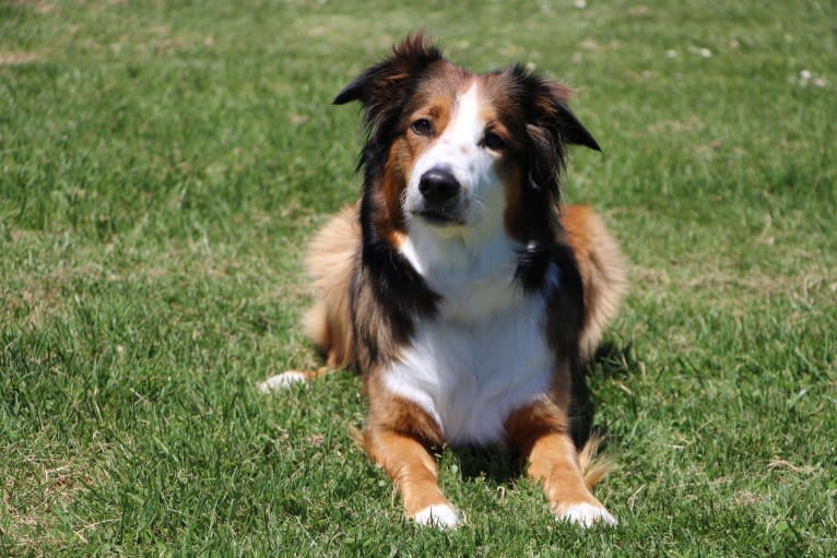 Lark, an English Shepherd tested with EmbarkVet.com