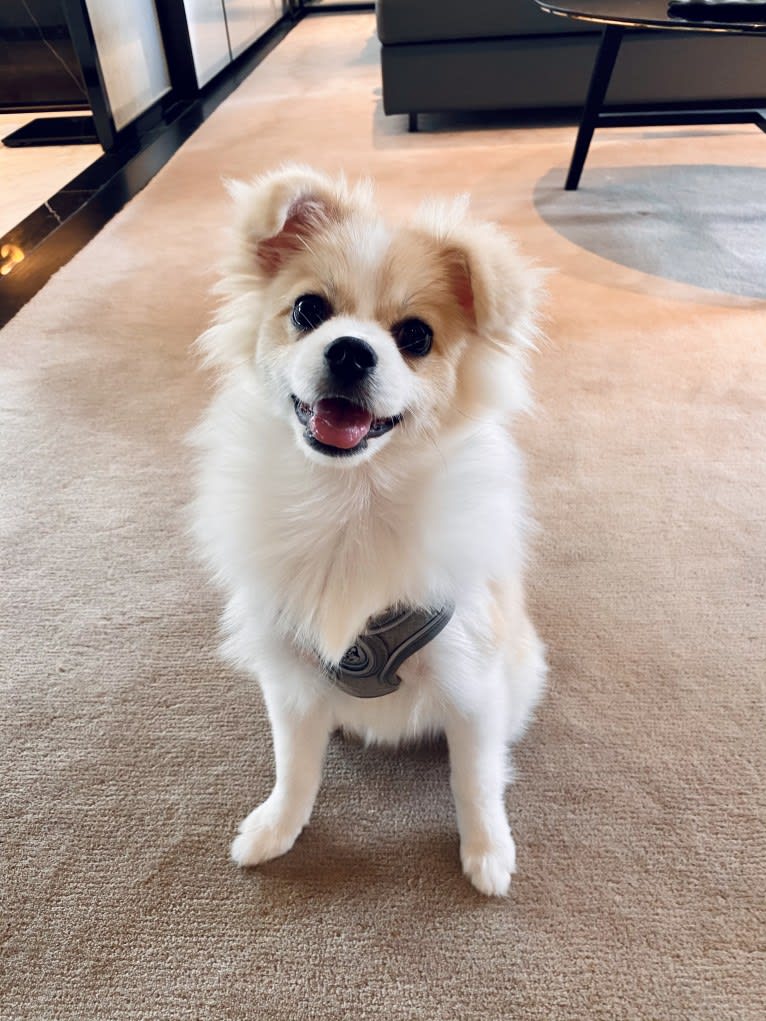 Pizza, a Pomeranian and Pekingese mix tested with EmbarkVet.com