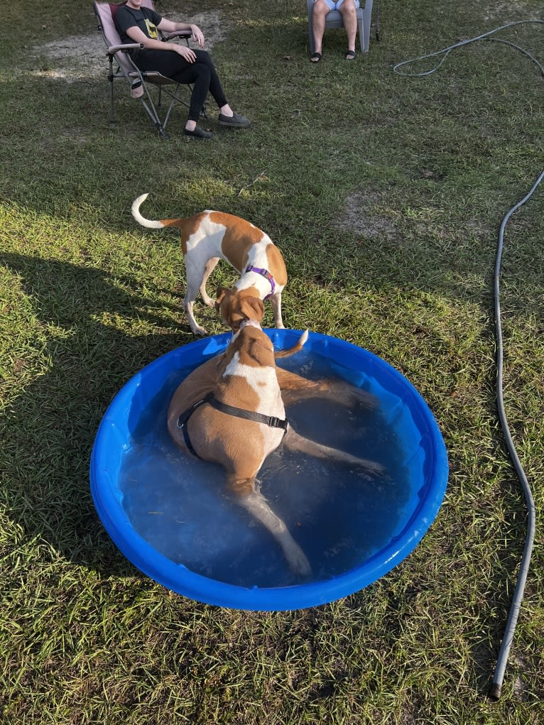 Mary Jane, an American Foxhound and American Pit Bull Terrier mix tested with EmbarkVet.com