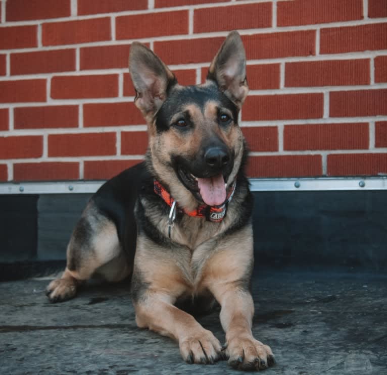 Vaida, a German Shepherd Dog (12.8% unresolved) tested with EmbarkVet.com