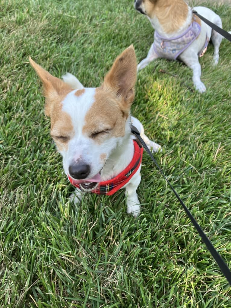 Daisy, a Chihuahua and Rat Terrier mix tested with EmbarkVet.com
