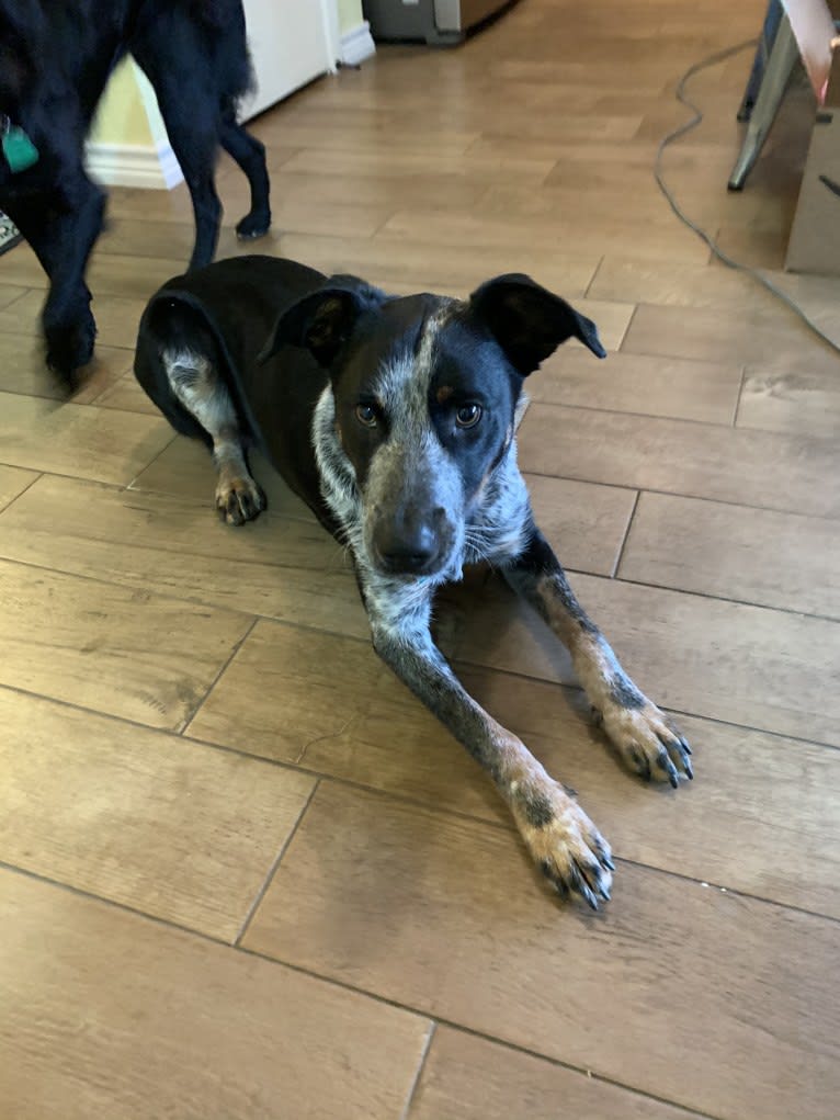 Theo, an Australian Cattle Dog and Border Collie mix tested with EmbarkVet.com