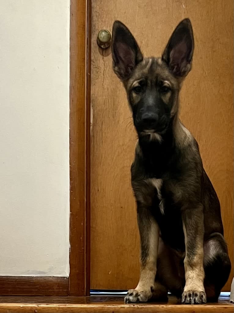 Manfred Von Rexroad, a German Shepherd Dog and American Pit Bull Terrier mix tested with EmbarkVet.com