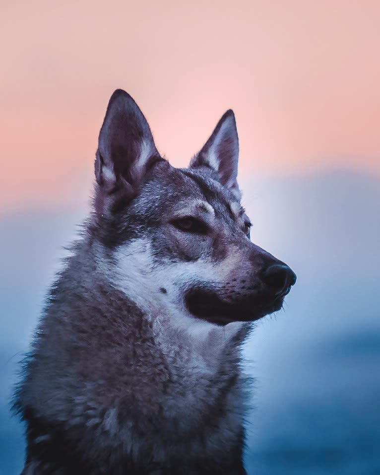 Olav, a Czechoslovakian Vlcak and German Shepherd Dog mix tested with EmbarkVet.com