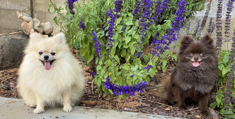 Egypt, a Pomeranian tested with EmbarkVet.com