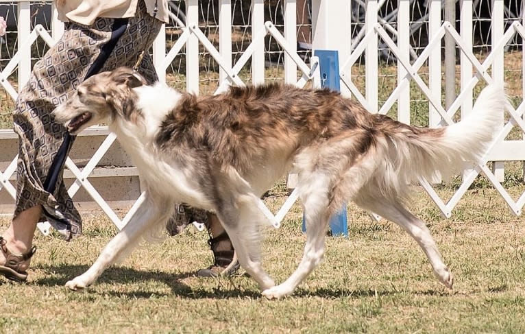 Woofie, a Silken Windhound tested with EmbarkVet.com